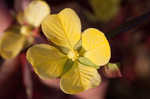 Mexican primrose-willow